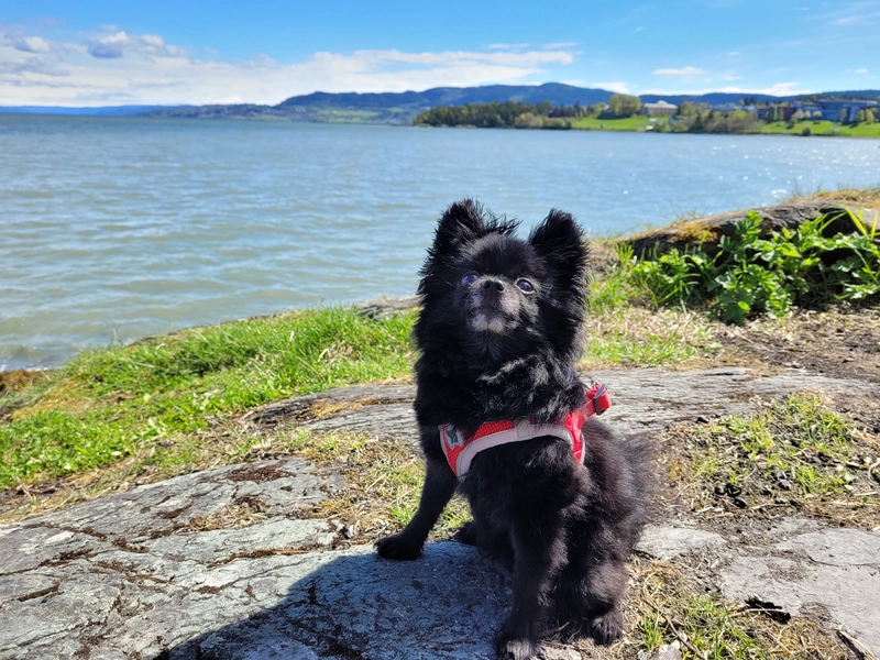 Our dog, Luna